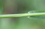 Rough barnyardgrass